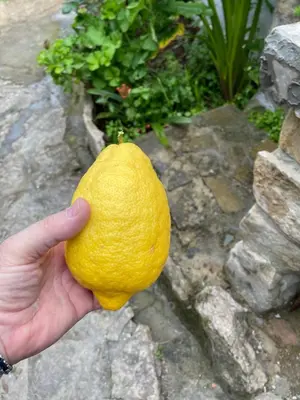 Planimetria di ANTICA BAITA