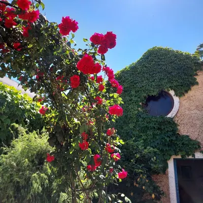 Giardino di Casa Vacanze L'Ulivo di Ugo
