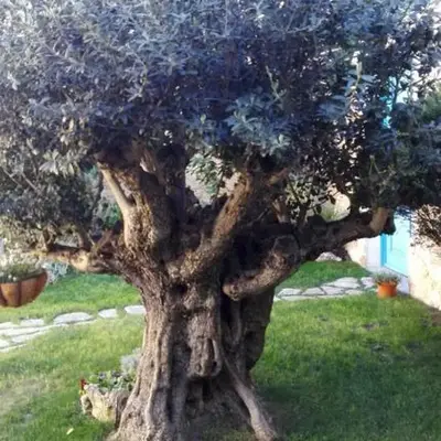 Casa Vacanze L'Ulivo di Ugo