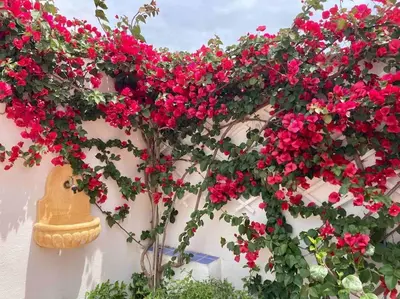 Giardino di Flamingo's House in Sant'Antioco, Sardinia