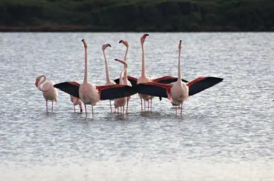 Altri animali domestici presso il bed & breakfast o nei dintorni