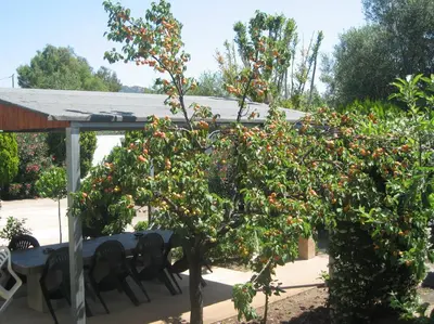 Giardino di Villa Primavera