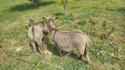 Altri animali domestici presso la casa vacanze o nei dintorni