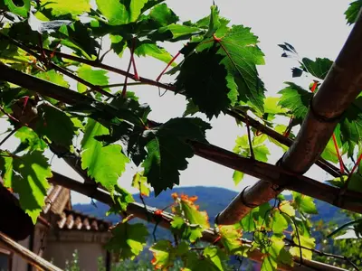 Giardino di Le Sorgenti Guest House