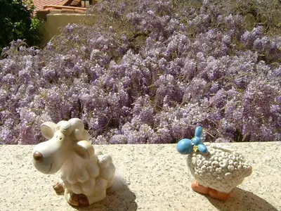 Planimetria di Lovely Studio in Pula