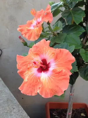 Planimetria di B&B Hibiscus