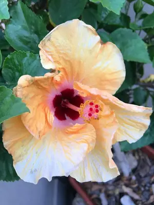 Giardino di B&B Hibiscus