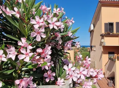 Giardino di SU BISU Costa Rei R4991 wifi, terrace with sea view, 500m from the beach