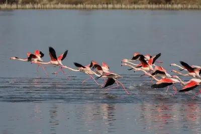 Altri animali domestici presso la casa vacanze o nei dintorni