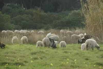 Altri animali domestici presso l'appartamento o nei dintorni