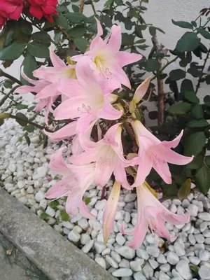 Giardino di Doctor Guest House