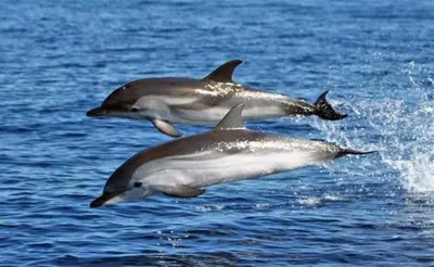 Altri animali domestici presso l'affittacamere o nei dintorni