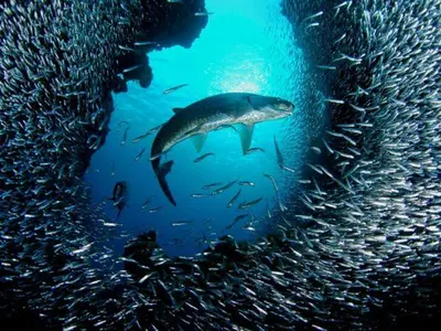 Altri animali domestici presso l'affittacamere o nei dintorni