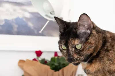 Ospiti di AB OvO con animali domestici