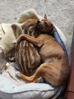 Ospiti di Agriturismo Ticci con animali domestici