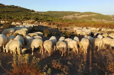 Altri animali domestici presso l'appartamento o nei dintorni