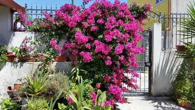 Giardino di B&B Mitzixeddas
