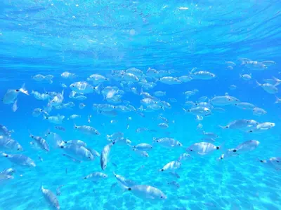 Altri animali domestici presso la casa vacanze o nei dintorni