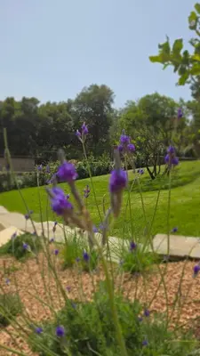 Giardino di VILLA ISOLOTTO a 150 m dal mare