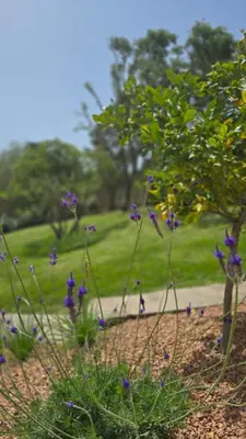 Giardino di VILLA ISOLOTTO a 150 m dal mare
