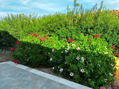 Giardino di Villa Ajò - Is Molas (service fee waived)