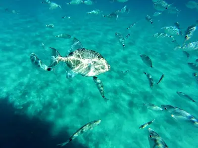Altri animali domestici presso l'appartamento o nei dintorni