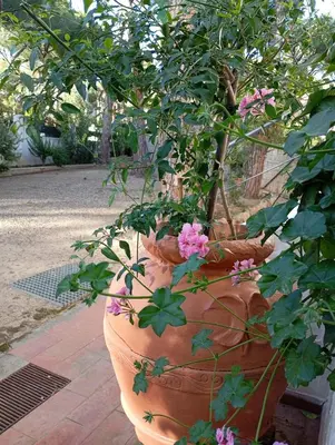 Giardino di Villa Giulia 3 Levels
