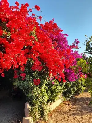 Giardino di Sa cruxi