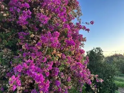 Giardino di Sa cruxi