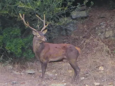 Altri animali domestici presso l'appartamento o nei dintorni