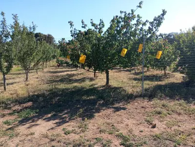 Giardino di Agriturismo Sannoranna