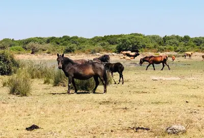 Altri animali domestici presso l'appartamento o nei dintorni