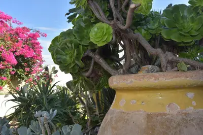 Giardino di Villa Isola Bella - Vintage