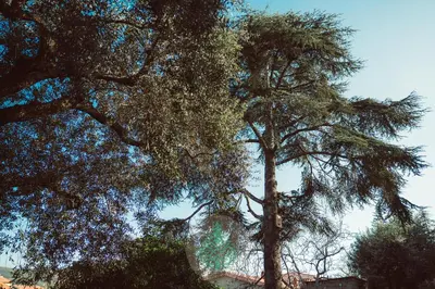 Planimetria di IL CEDRO