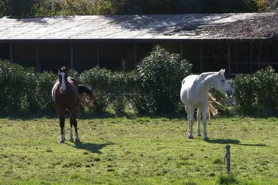 Altri animali domestici presso la casa vacanze o nei dintorni