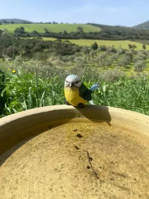Altri animali domestici presso la casa vacanze o nei dintorni