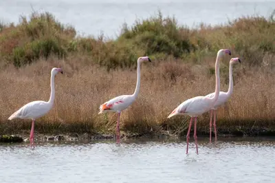 Altri animali domestici presso la casa vacanze o nei dintorni