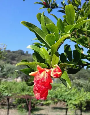 Planimetria di Case Vacanze Corongiu