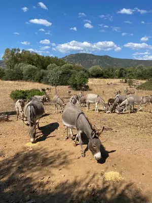 Altri animali domestici presso la casa vacanze o nei dintorni