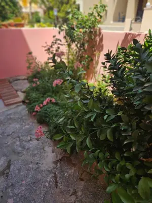 Giardino di Bel Seminterrato con finestre