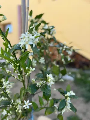 Giardino di B&B Casa Cruccas