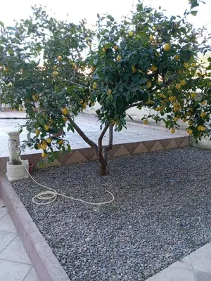 Giardino di La terrazza