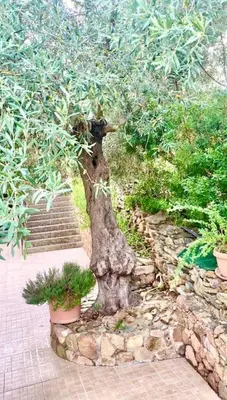 Giardino di Villa Balbros