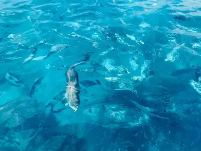 Altri animali domestici presso l'appartamento o nei dintorni