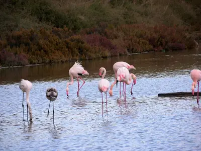 Altri animali domestici presso l'appartamento o nei dintorni