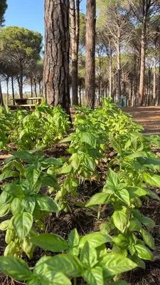 Giardino di Basecamping Pula