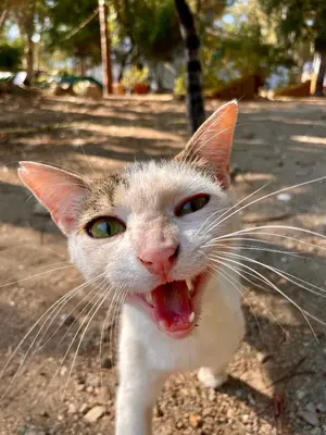 Ospiti di Basecamping Pula con animali domestici