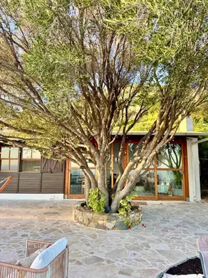 Planimetria di Olive Tree Oasis - Coastal Charm & Sea Views