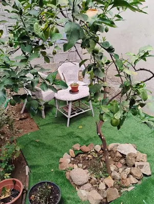 Giardino di Casa vacanze Costa Verde, Guspini, Sardegna