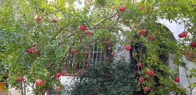 Giardino di Il giardino di FraFa